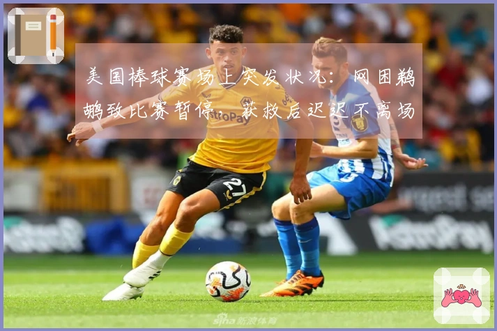 美国棒球赛场上突发状况：网困鹈鹕致比赛暂停，获救后迟迟不离场